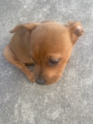 CANELITA