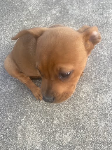 CANELITA
