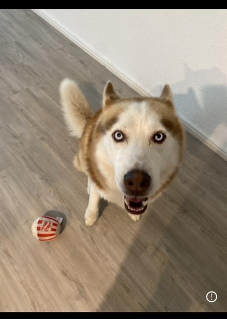 LOBO
