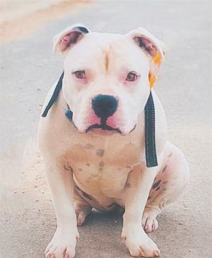 STELLA