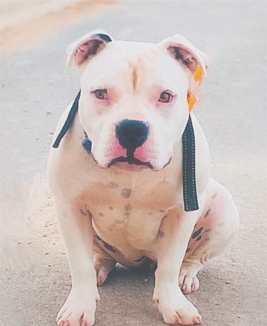 STELLA 1