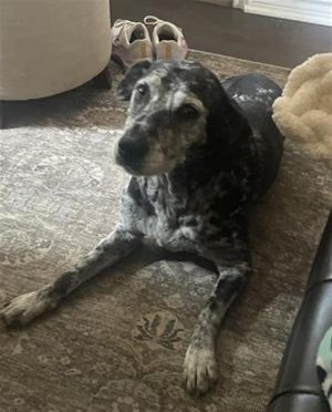 CALI, Adult Female unknown