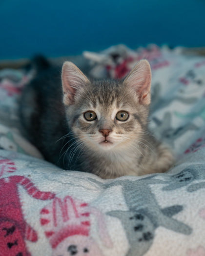 Roisin, an adoptable Domestic Short Hair in Pequot Lakes, MN, 56472 | Photo Image 1