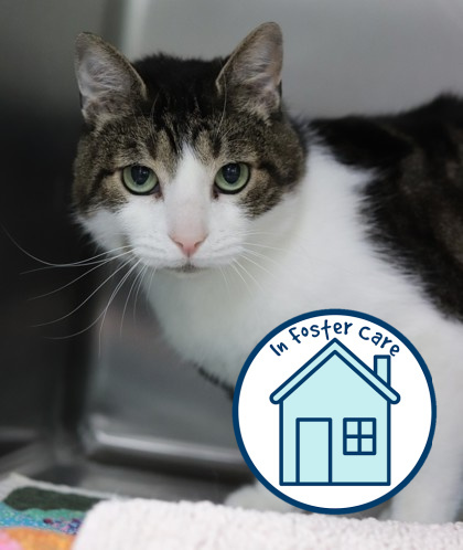 Snow, an adoptable Domestic Short Hair in Walla Walla, WA, 99362 | Photo Image 1