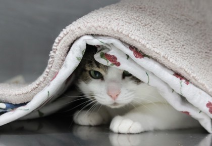 Snow, an adoptable Domestic Short Hair in Walla Walla, WA, 99362 | Photo Image 2