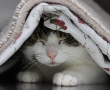 Snow, an adoptable Domestic Short Hair in Walla Walla, WA, 99362 | Photo Image 3