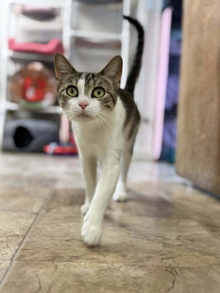 Ozzie