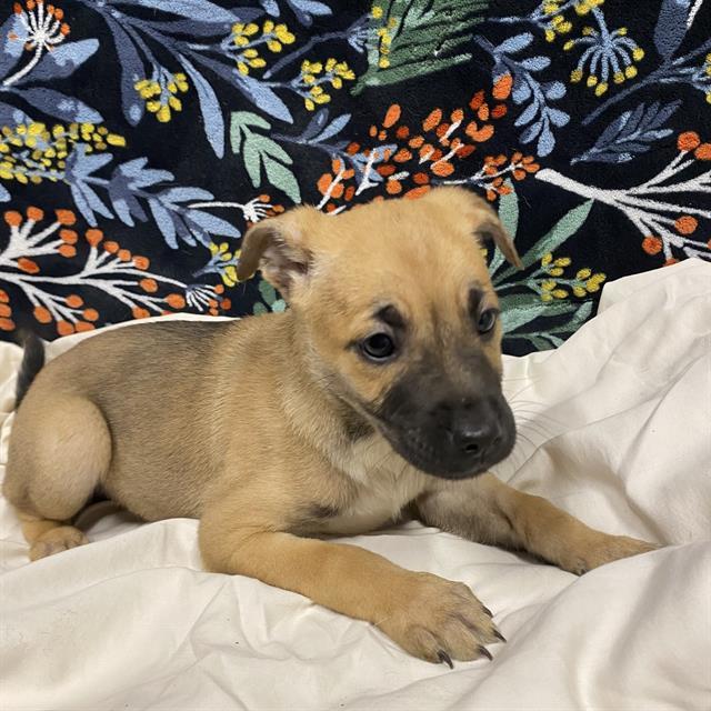 TRIXIE