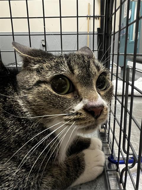 CILANTRO, an adoptable Domestic Short Hair in Las Vegas, NV, 89101 | Photo Image 1