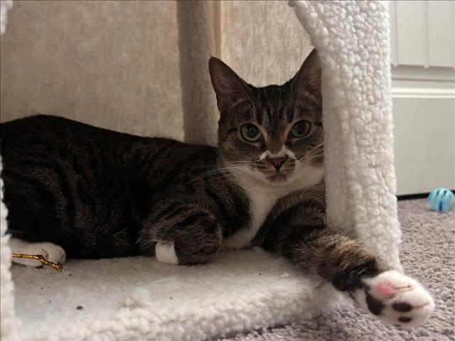 CILANTRO, an adoptable Domestic Short Hair in Las Vegas, NV, 89101 | Photo Image 1