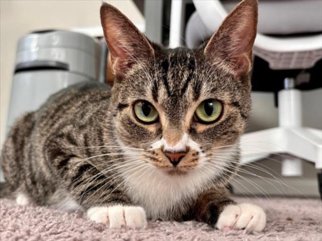 CILANTRO, an adoptable Domestic Short Hair in Las Vegas, NV, 89101 | Photo Image 1