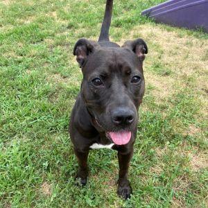 SUE, Adult Female Pit Bull Terrier