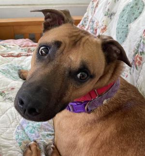 ROCKY, Young Male Black Mouth Cur