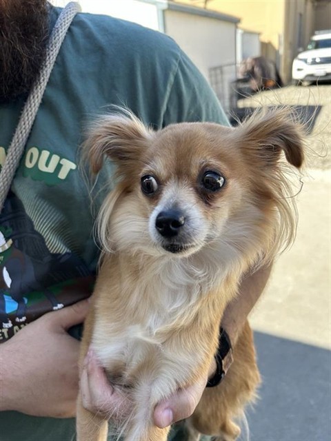 NARCISSA, an adoptable Chihuahua, Papillon in Sacramento, CA, 95818 | Photo Image 1