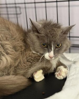 EKATERINA, Young Female Domestic Medium Hair