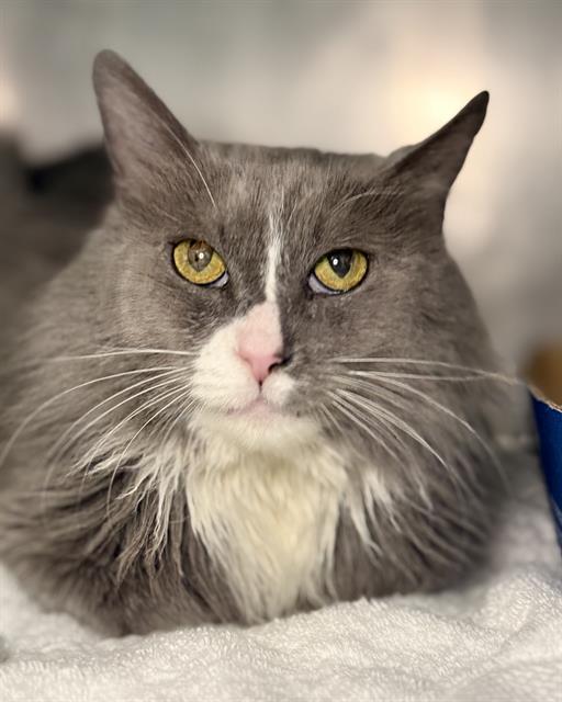 EKATERINA, an adoptable Domestic Medium Hair in Fort Walton Beach, FL, 32548 | Photo Image 1