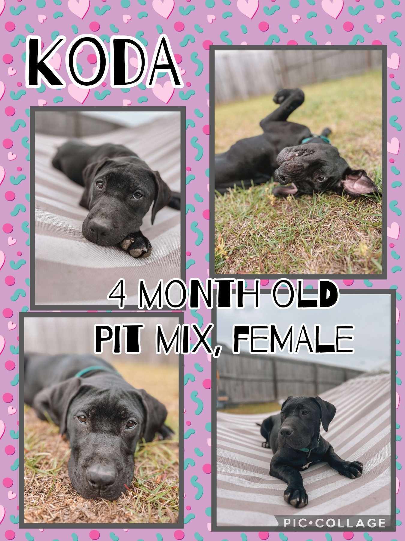 Koda