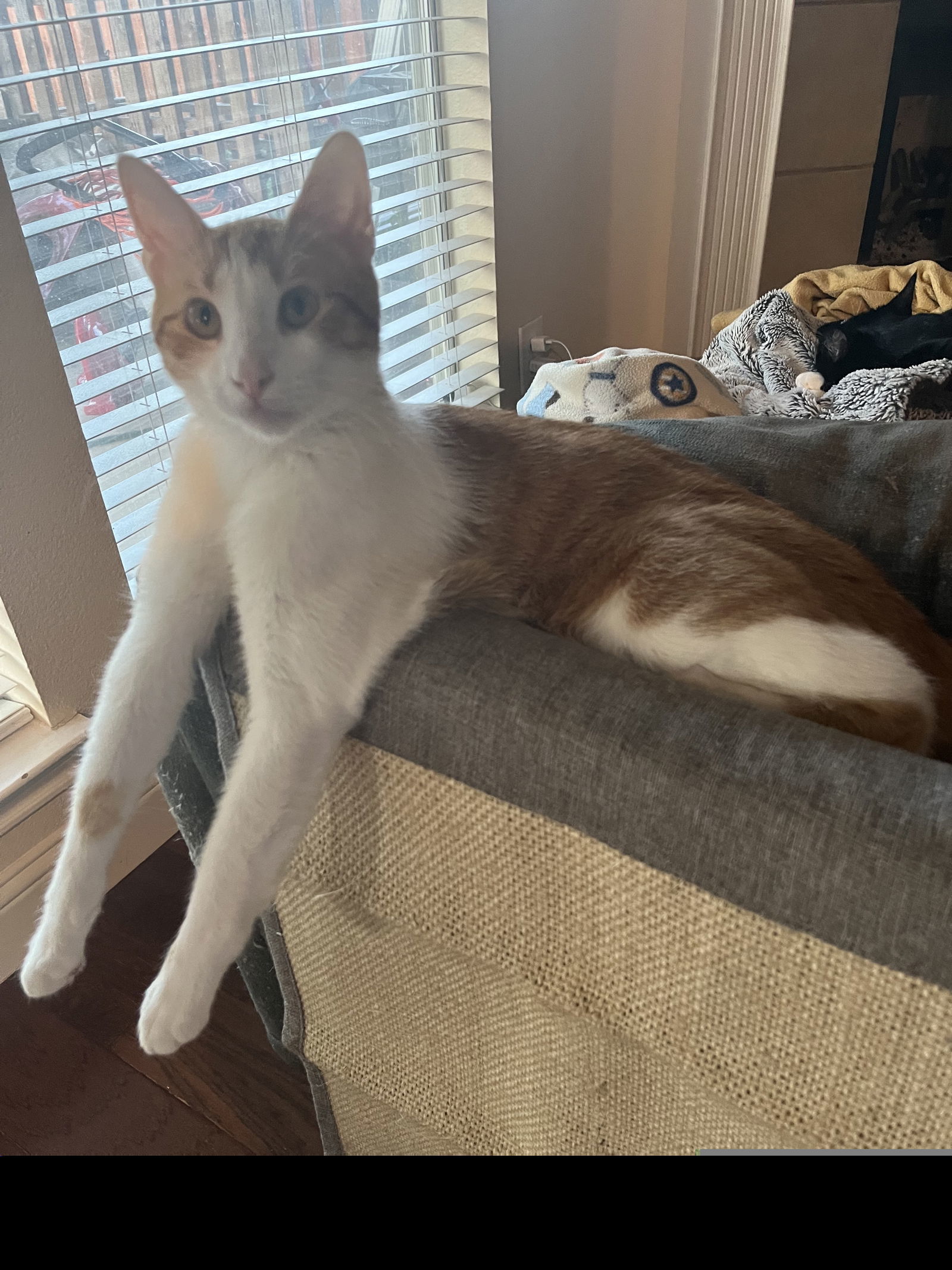 Biscuit VI (New Digs)