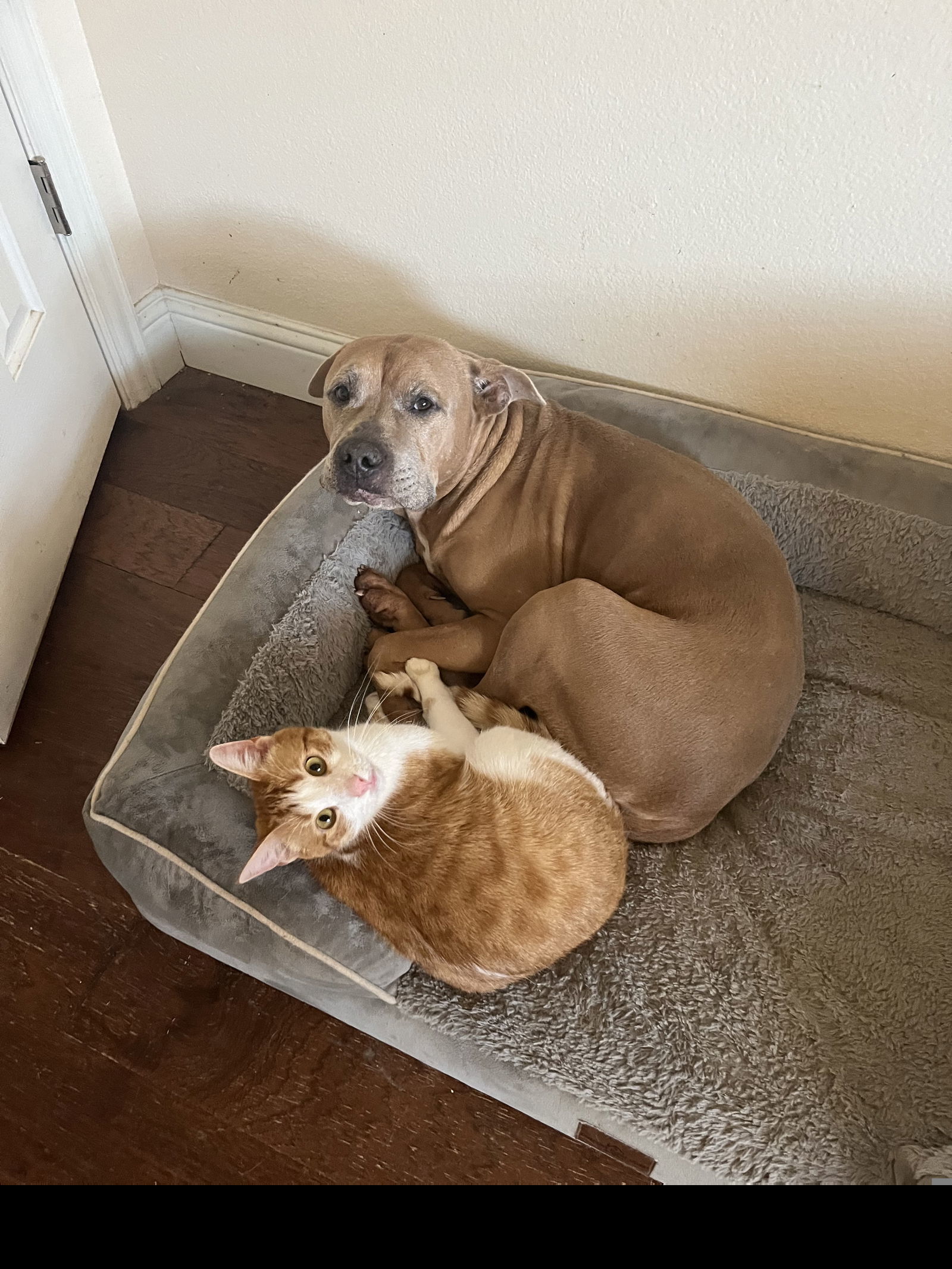 Biscuit VI (New Digs)