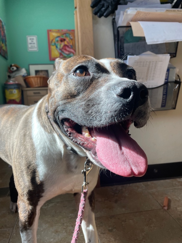 Lola, an adoptable Terrier in Ashland, WI, 54806 | Photo Image 1