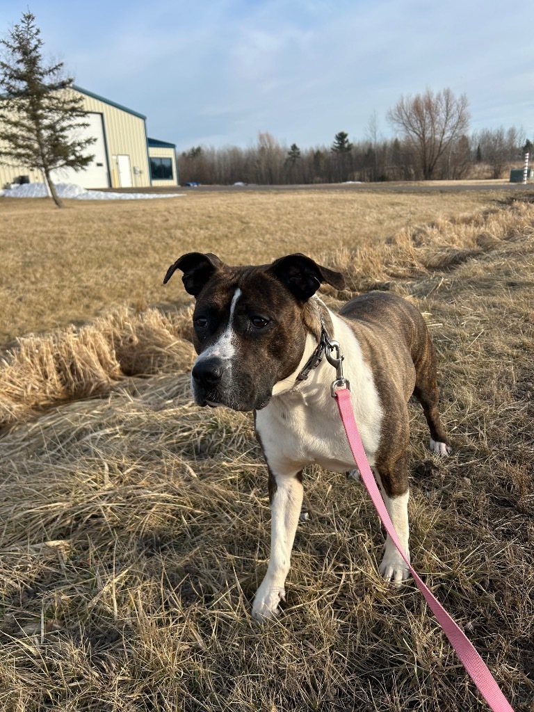Lola, an adoptable Terrier in Ashland, WI, 54806 | Photo Image 2