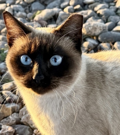 Skye
