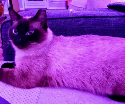 Skye