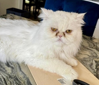 Aspen (declawed)
