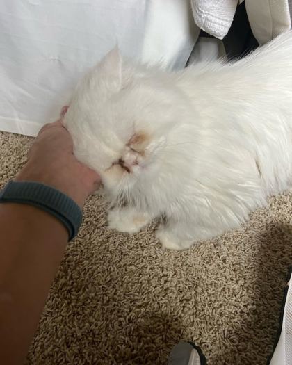 Aspen (declawed)