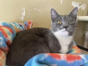 Precious, Young Female Domestic Short Hair