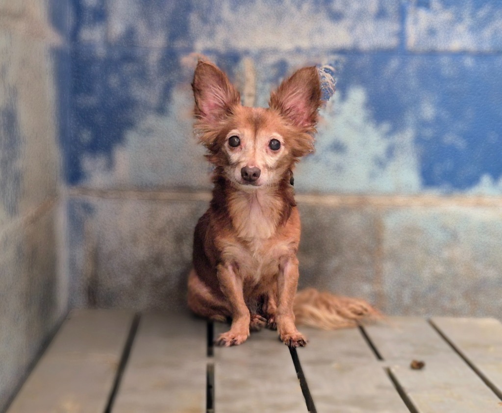 Lucretia, an adoptable Chihuahua, Papillon in College Station, TX, 77845 | Photo Image 1