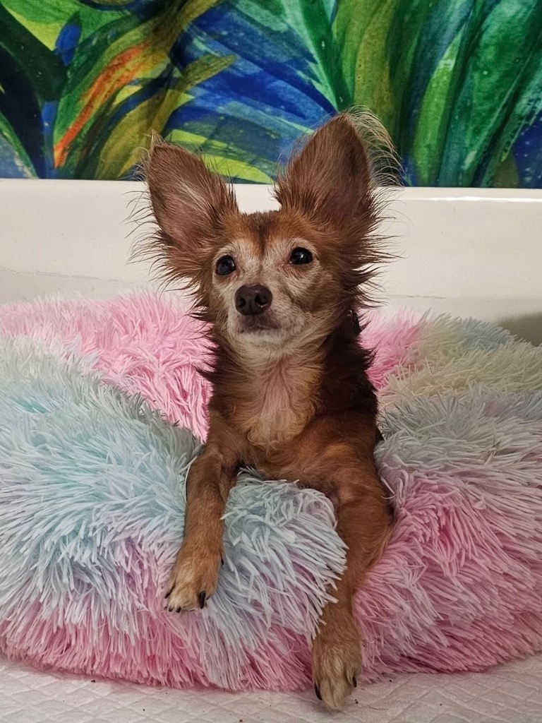 Lucretia, an adoptable Chihuahua, Papillon in College Station, TX, 77845 | Photo Image 1