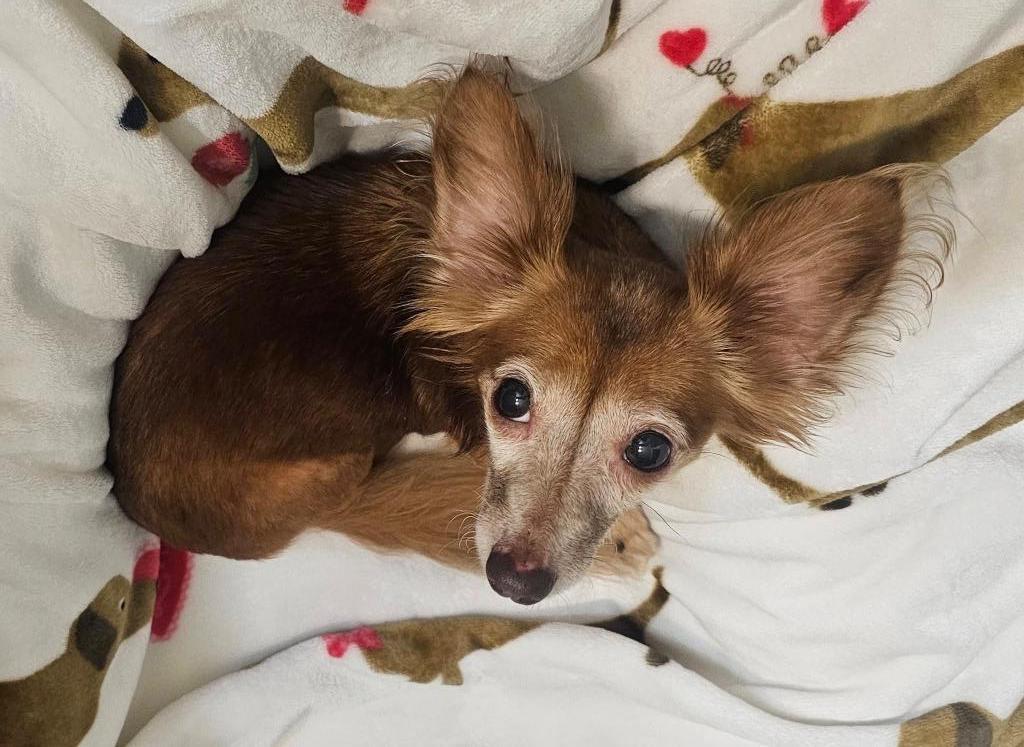 Lucretia, an adoptable Chihuahua, Papillon in College Station, TX, 77845 | Photo Image 3