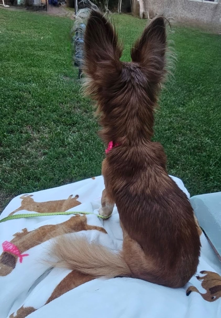 Lucretia, an adoptable Chihuahua, Papillon in College Station, TX, 77845 | Photo Image 4