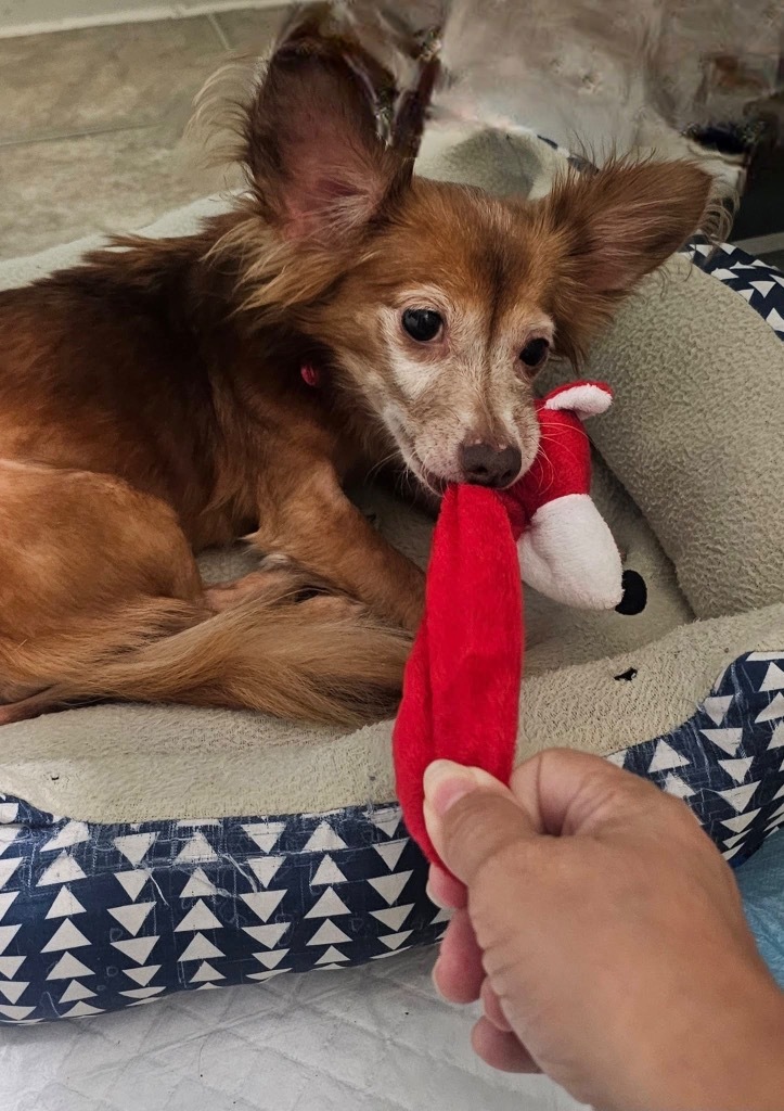 Lucretia, an adoptable Chihuahua, Papillon in College Station, TX, 77845 | Photo Image 5