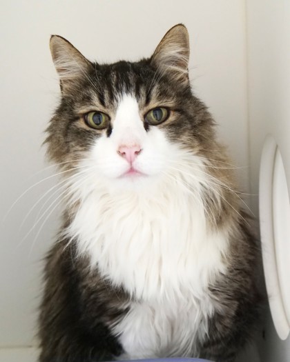 Alfie