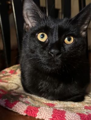 Crow, Adult Male Domestic Short Hair