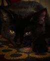 Crow photo 4