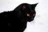 Crow photo 6