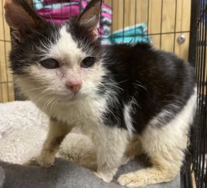 Bugs, Young Female Domestic Short Hair