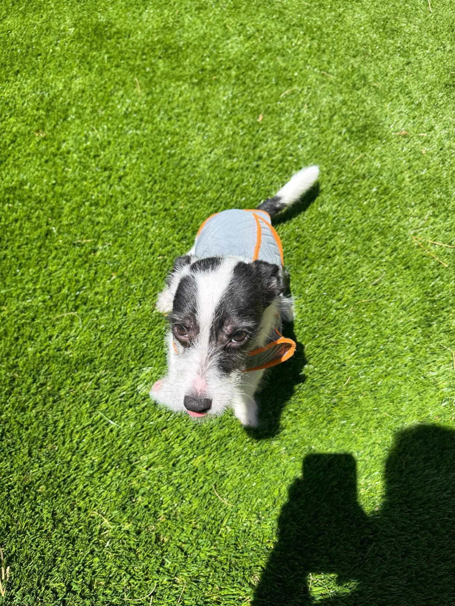 Luigi