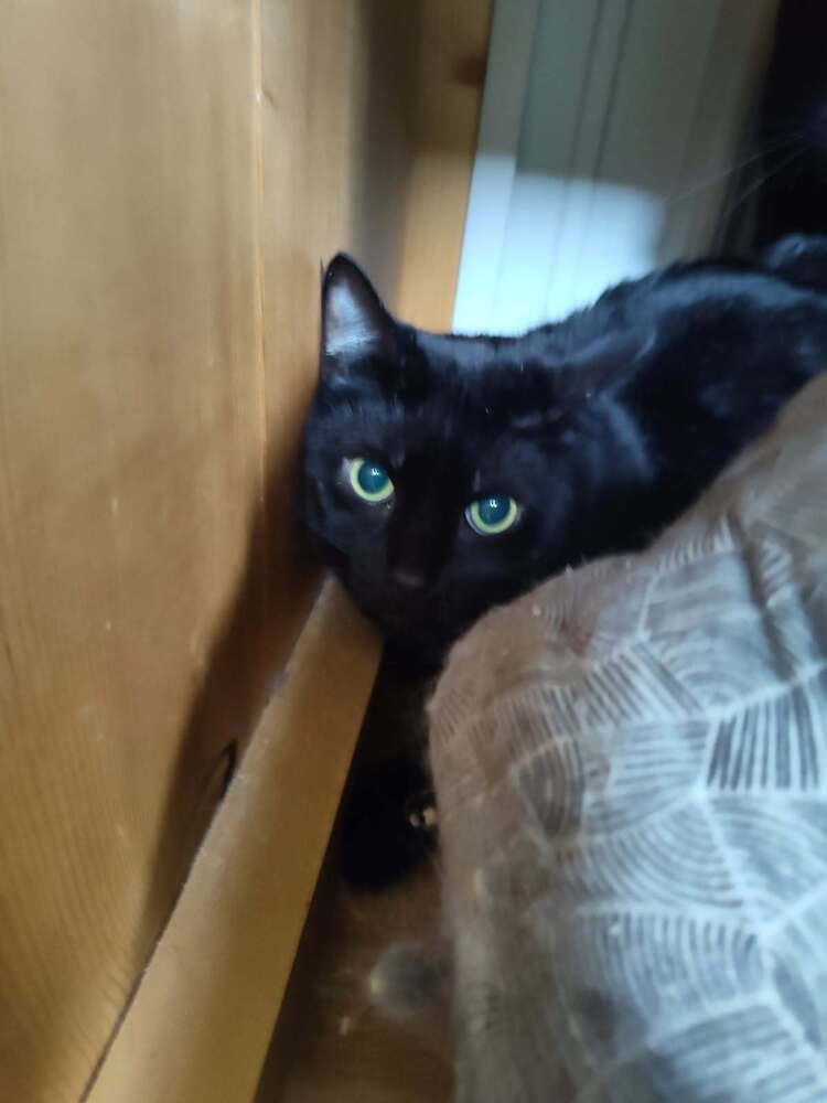 Pepper