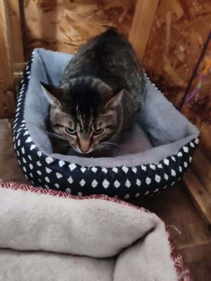 Lover Boy, Adult Male Domestic Short Hair