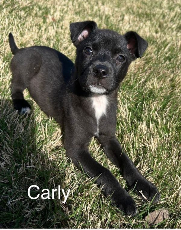 Carly photo 1