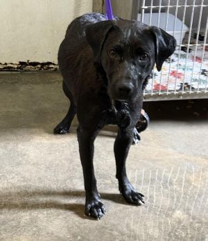 Oscar, Young Male Black Labrador Retriever