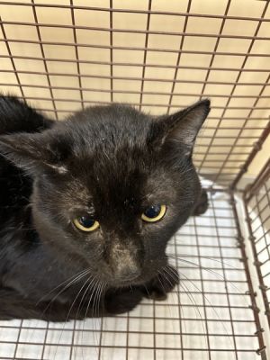 Primary Color Black Weight 81875lbs Animal has been Neutered