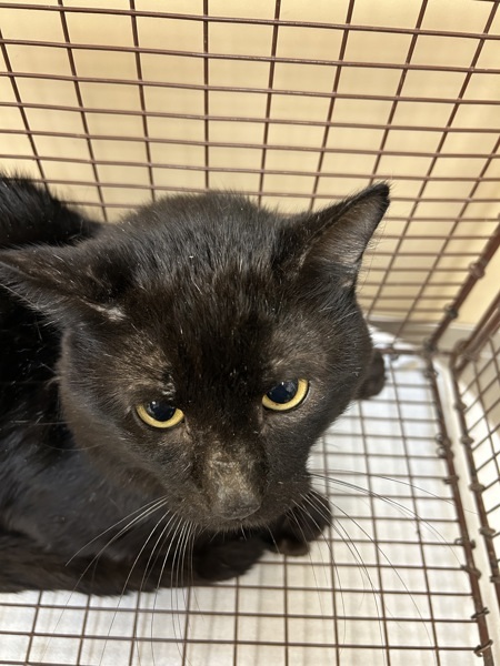 Mr. Pickletoes, an adoptable Domestic Medium Hair in Spokane Valley, WA, 99212 | Photo Image 1