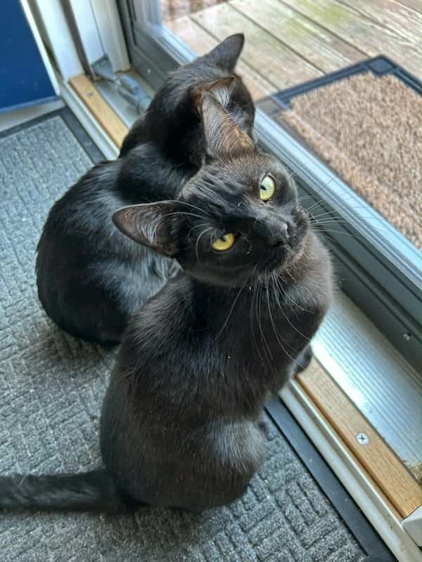 Minnie AND Bonnie
