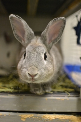 Hi there Im Luke Im a young rabbit full of life and curiosity I spend my days here nibbling on
