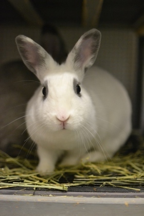 Hi Im Haru Im a young rabbit with a heart full of love I spend my days nibbling on fresh